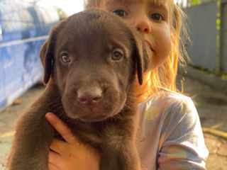 Cățeluși Labrador de Vânzare