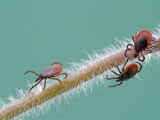 furnici paraziți ce pot face papiloamele