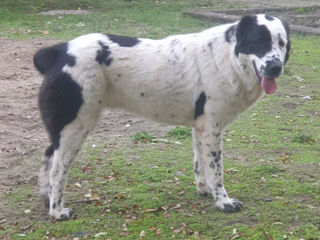 Щенки среднеазиатской овчарки САО (алабай) foto 1