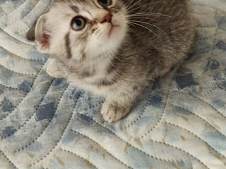 Котята Шотландские вислоухие,Scottish-fold foto 3