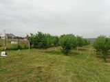 Livada,Teren agricol, sat.Singera foto 2