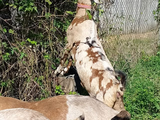 Anglonubiene Călărași foto 3