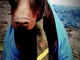 Doberman. Mascul Caută Fata!/ Доберман.  Мальчик ищет девушку! foto 1