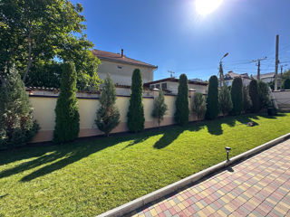 Tundere tuia/ leylandi/ gard viu ! foto 3