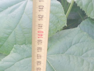 paulownia tomentosa foto 5