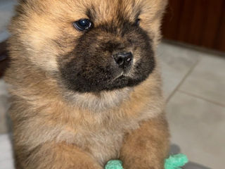 Chow Chow foto 3