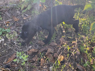 Cane Corso 2,5 luni foto 4