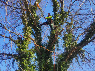 Defrisarea copacelor la inaltime.Alpinist.Moldova.Распиловка cложных деревьев!Альпинист!