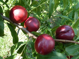 Pomi fructiferi - nectarine soiul Big Top , Ali Top , Stark Sunglo  și alte specii ... foto 10