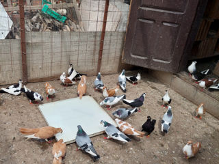 Porumbei Jucatori de Galati foto 1