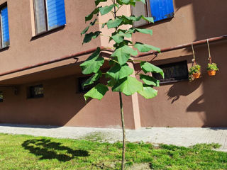 Butasi / Puieti / Drajoni - Paulownia Shang Tong foto 3