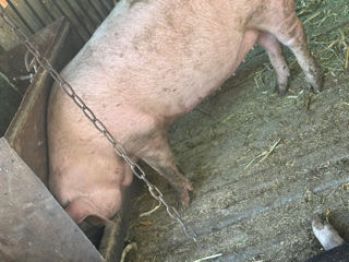 Porci de casa