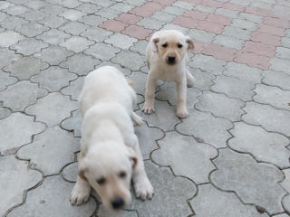 Cățeluși Labrador foto 4