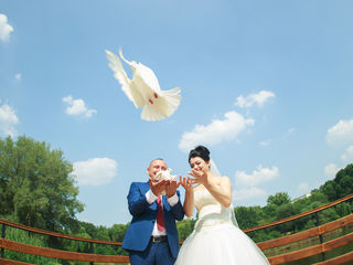 Porumbei pe nunta dvs. pretul -150lei foto 4