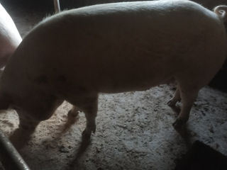 Porci crescuți în condiții de casă foto 4