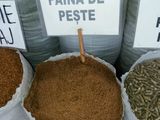 Faina  de peste