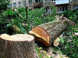 Taierea copacilor,crengilor avariate in Chisinau si suburbii foto 1