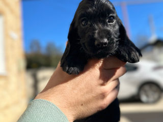 Se vând Cocker Spaniel