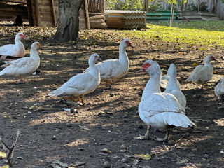 Se vânde familie de rațe multe albe sau la tăiat rățoi