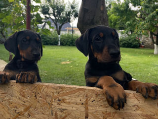 Doberman  foto 6