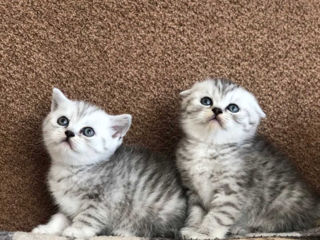 Scottish fold /straight foto 3