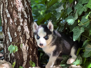 Vând cei mai drăgălași  husky foto 7