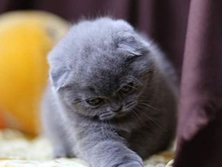 Motanel scottish fold-Вислоухий котик. foto 7