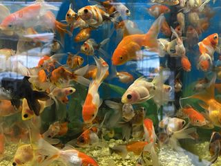 Продажа аквариумных и прудовых рыбок+ водяные лилии(Нимфея) foto 6