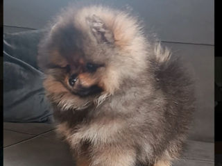 Срочно!!!spitz pomeranian(mini toy)