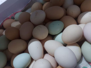 Vindem oua de rata muta gisca si gaina pentru incubatie