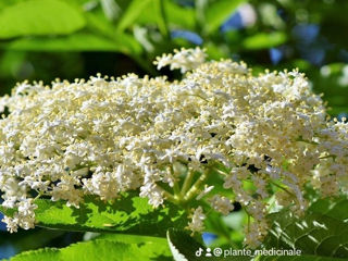 Cumpăr plante medicinale foto 2