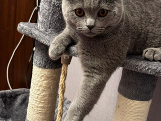 Scottish Fold foto 3