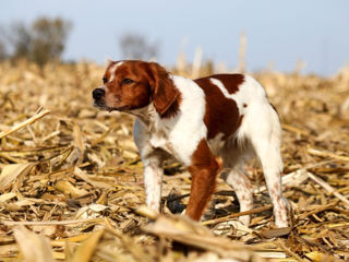 Cunpar spaneli breton