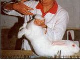 insamintare artificiala a iepurilor  искусственное осеменение кроликов foto 4