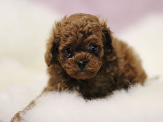 Mini toy pudel ( toy poodle)