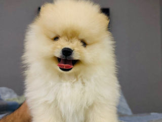 Spitz pomeranian mini