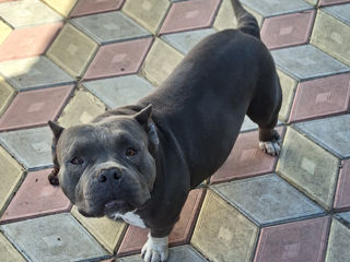 American Bully foto 2