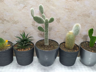 Cactus.Livrare. / Кактус. Доставка. foto 9