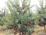 Pomi fructiferi pentru livezi pe garantie foto 6
