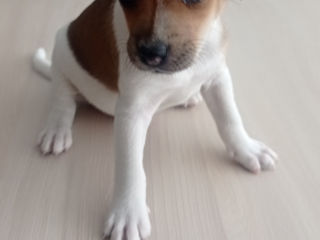 Jack russel terrier.11.06.2024.