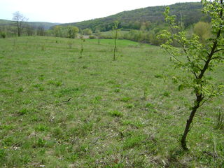 поляна в лесу село Каприяна 1,4 Ге foto 2