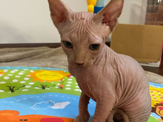 Кот Канадский Сфинкс / Motan Canadian Sphynx foto 4