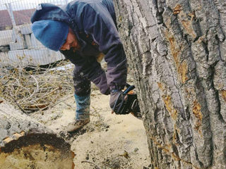 Servicii de tăiere a copacilor la cele mai accesibile preturi si cea mai inalta calitate! foto 7