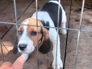 Băiețel și fetiță Beagle.