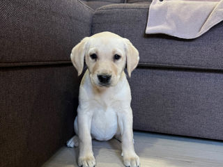 Labradori foto 2