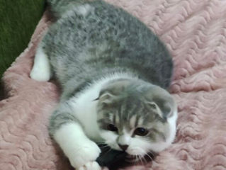 Чистокровный шотландский котик Scottish fold! foto 2