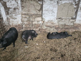 Vand purcei si scroafe gestante de a fata  rasa Mangaliţa.Porci mari mangalița de taiat, sacrificat. foto 5