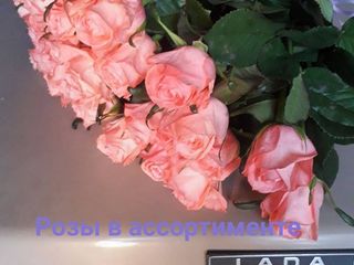 роза   по доступным ценам foto 1