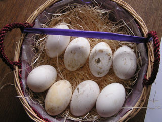 яйца белых гусей для инкубаций