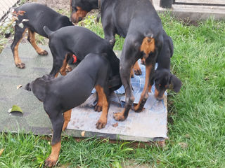 Se vînd caţei de rasă Doberman vaccenaţi.061033259 foto 7